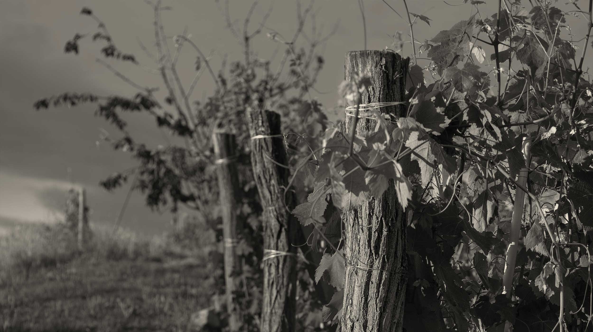 Vigneto a Montelupo Albese