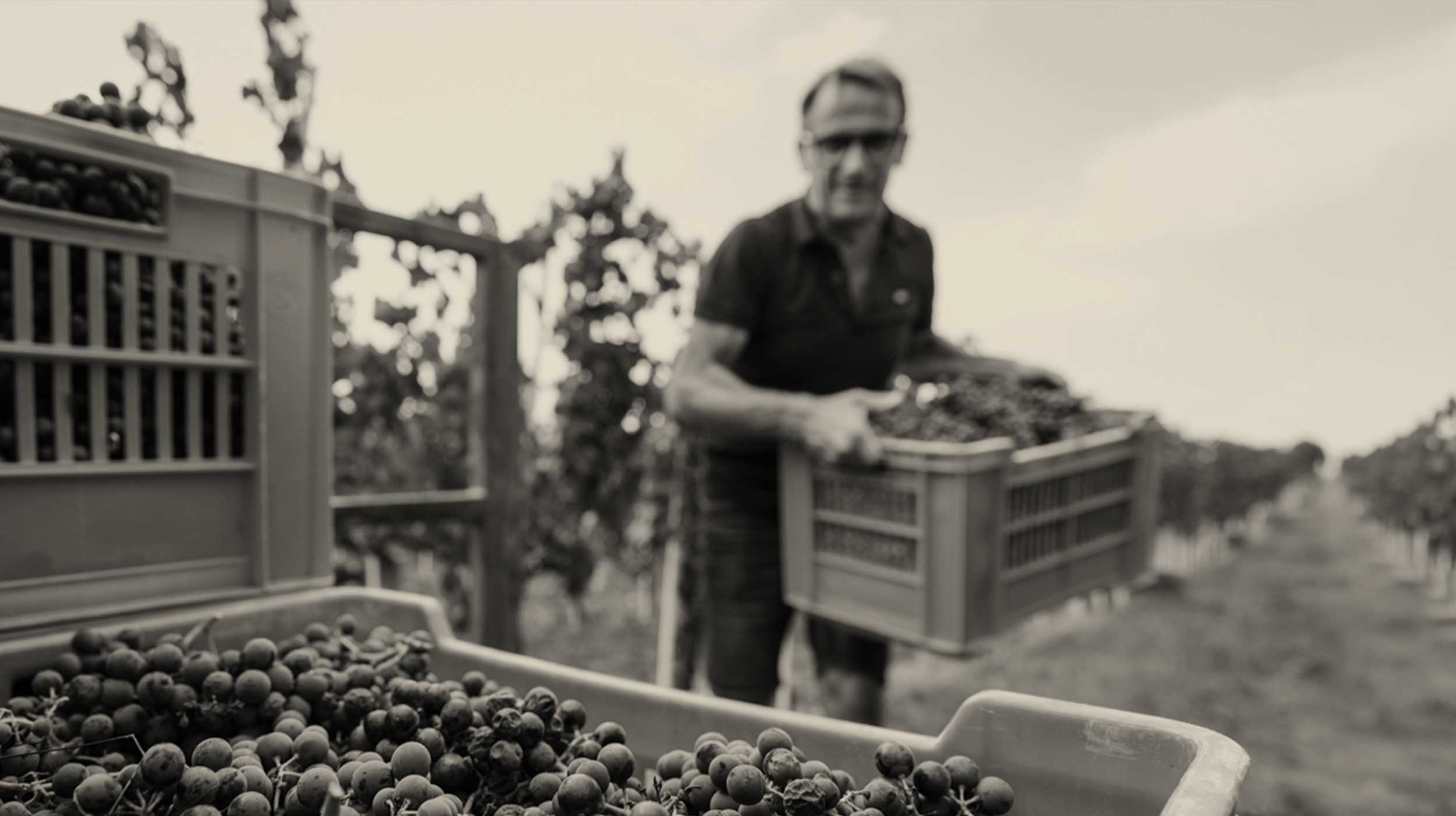 Giorgio Sobrero in vendemmia Giorgio Sobrero in vendemmia